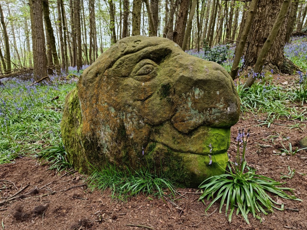 Large boulder photographed in a Wood, a carpet of Blue Bells surround the tree trunks, the boulder is carved and looks like the head of a Native American in profile. A Blue Bell rest near the carving's chin, the foliage resembles a beard. 